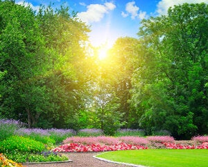 plant-materials-trees-archx472-8a