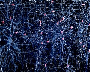 neurophysiology-how-the-brain-thinks-physcix435