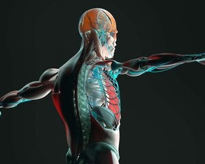 the-human-body-how-it-functions-physcix449