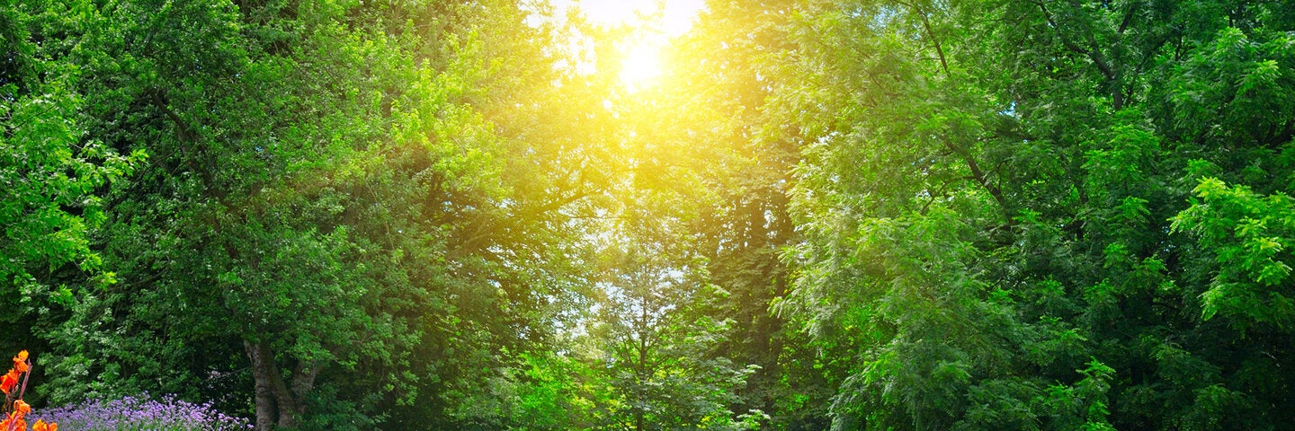 plant-materials-trees-archx472-8a