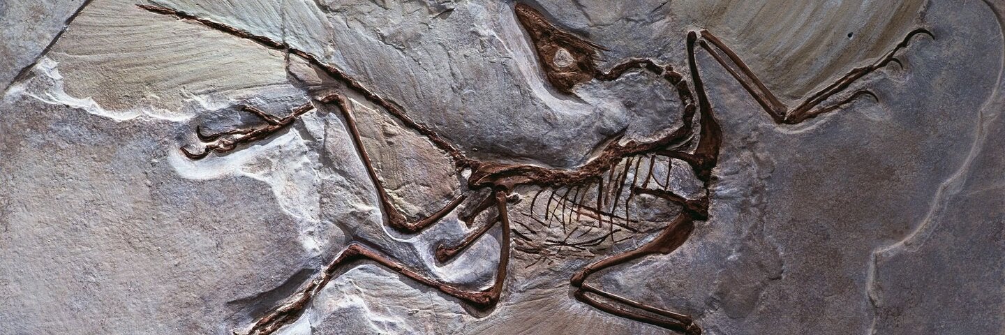 Berlin Specimen of Archaeopteryx